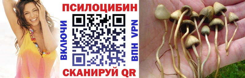 дарнет шоп  Ясногорск  Псилоцибиновые грибы Cubensis 